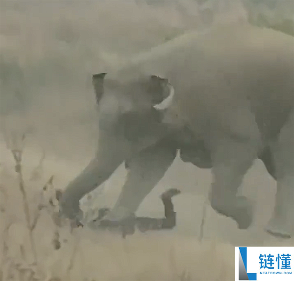 印度男人冒险和野象自拍激怒后者：遭重复抽打 被活活踩死