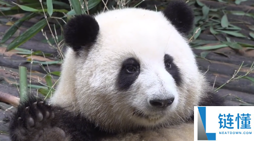 华为首款100W自带线充电宝熊猫和花限制版发布 399元 12000mAh