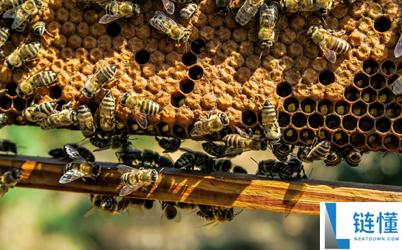幼蜂互杀、雄蜂惨死,蜂群“权利的游戏”比宫斗还狠