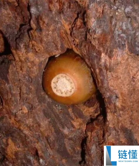 凿开墙壁掉出来600多斤橡果 啄木鸟：天塌了,