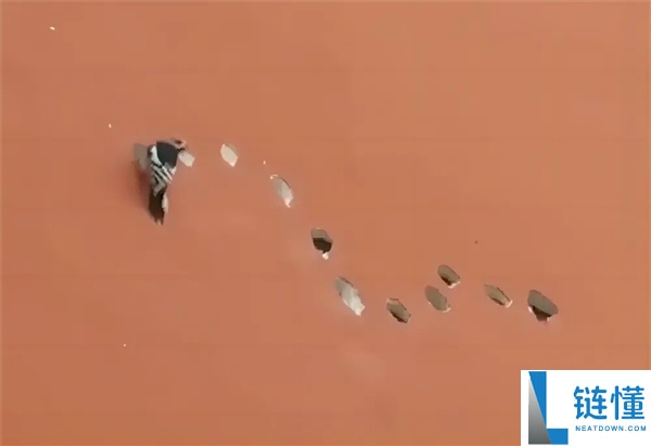 凿开墙壁掉出来600多斤橡果 啄木鸟：天塌了,