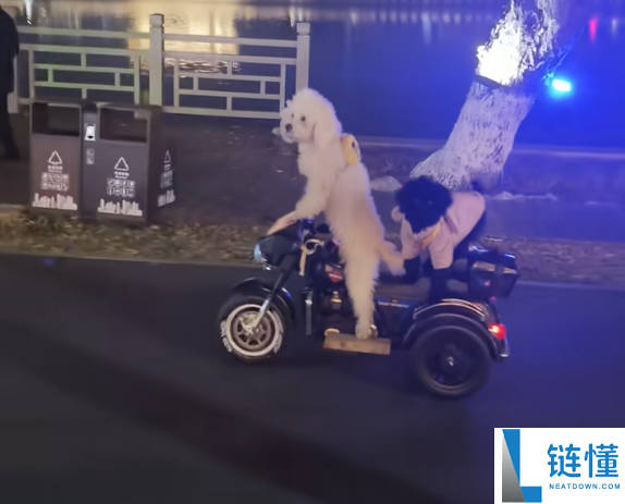 宠物狗骑电动车带另一只狗上街引争议 外地交警回应