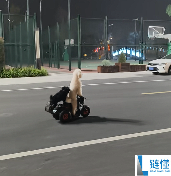 宠物狗骑电动车带另一只狗上街引争议 外地交警回应