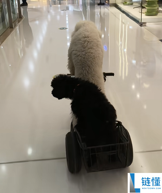 宠物狗骑电动车带另一只狗上街引争议 外地交警回应