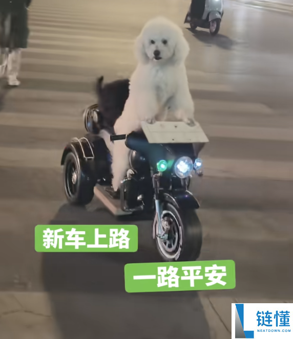 宠物狗骑电动车带另一只狗上街引争议 外地交警回应