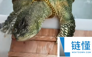 男人养10年把鳄龟养熟：像小狗般黏人 会自动找人玩
