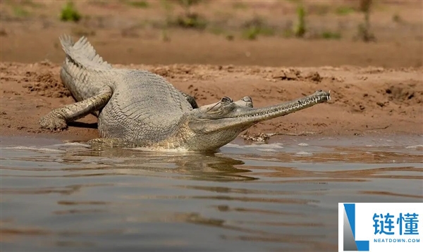 鲸鱼和鳄鱼的趋同进化,鲸鱼有良多处所都像鳄鱼 曾经也有鳄鱼很像鲸鱼