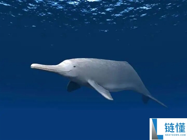 鲸鱼和鳄鱼的趋同进化,鲸鱼有良多处所都像鳄鱼 曾经也有鳄鱼很像鲸鱼