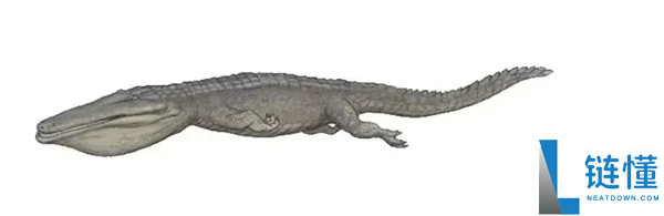 鲸鱼和鳄鱼的趋同进化,鲸鱼有良多处所都像鳄鱼 曾经也有鳄鱼很像鲸鱼