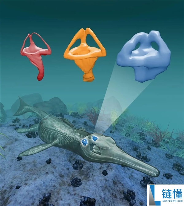 鲸鱼和鳄鱼的趋同进化,鲸鱼有良多处所都像鳄鱼 曾经也有鳄鱼很像鲸鱼