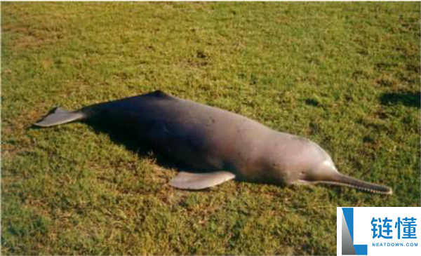 鲸鱼和鳄鱼的趋同进化,鲸鱼有良多处所都像鳄鱼 曾经也有鳄鱼很像鲸鱼