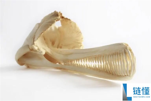 鲸鱼和鳄鱼的趋同进化,鲸鱼有良多处所都像鳄鱼 曾经也有鳄鱼很像鲸鱼