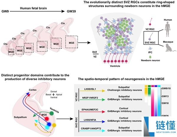 打破,清华大学破解人类大脑“刹车系统”之谜
