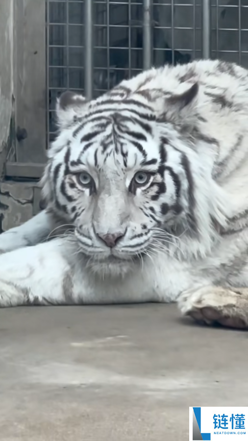 青岛虎界“刘亦菲”小孬火出圈了：外地旅客特地前来打卡