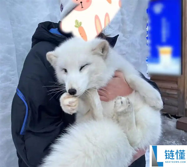 东北游“比家猫还乖”的雪狐不正常 能够被拔牙或打针药物