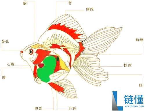这鱼头都被吃掉了 为啥还能在世？居然还活了2周
