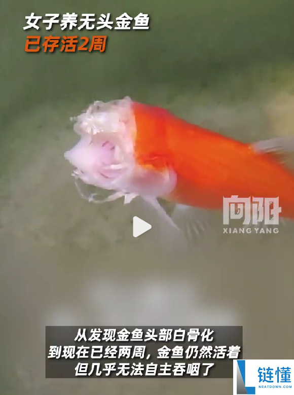 这鱼头都被吃掉了 为啥还能在世？居然还活了2周