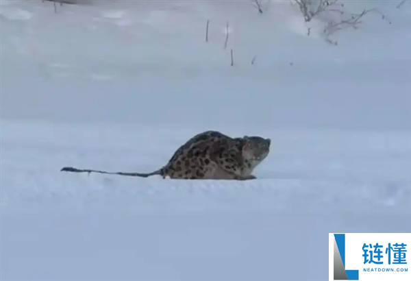 新疆野生雪豹伤人 律师：旅客如有严重过失 损失需自行负担