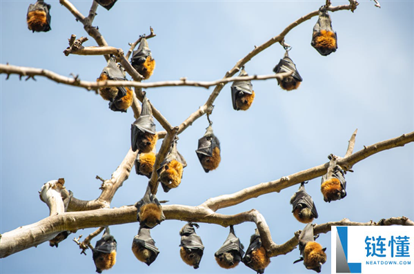 印度捕捉9蝙蝠 1只要尼帕病毒抗体