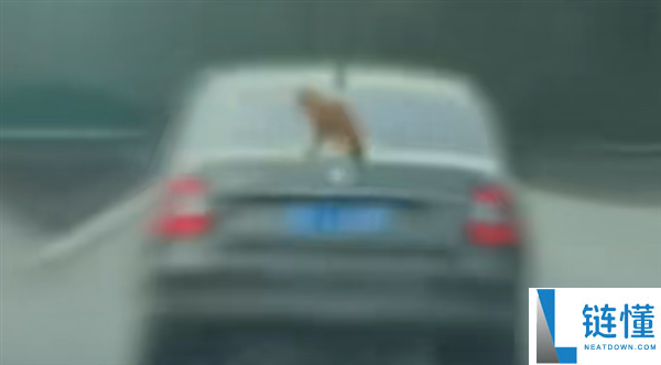汽车高速上100km/h奔驰：后备箱上竟趴了只猫,交警：属实