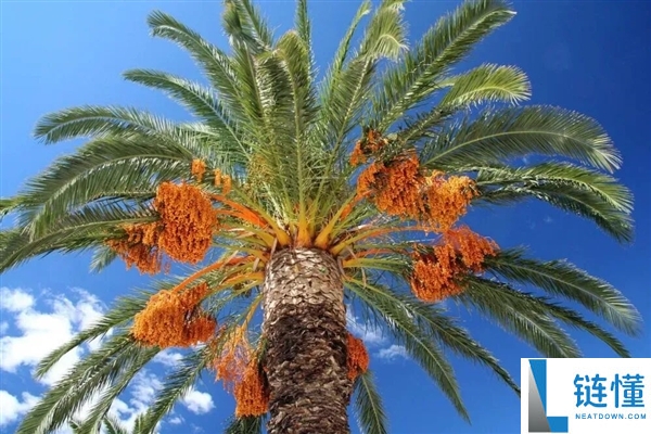 印度尼帕病毒暴发,千万不要碰路边摊的这一类东西