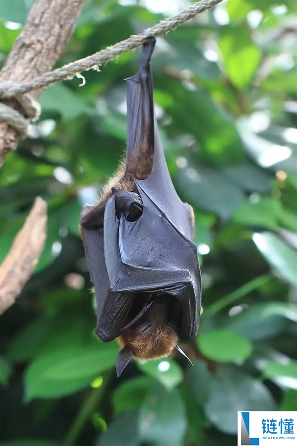 印度尼帕病毒暴发,千万不要碰路边摊的这一类东西