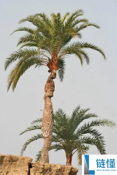 印度尼帕病毒暴发,千万不要碰路边摊的这一类东西