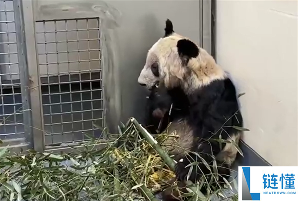从瘦骨嶙峋到珠圆玉润 旅美大熊猫丫丫回国两年已判若两熊