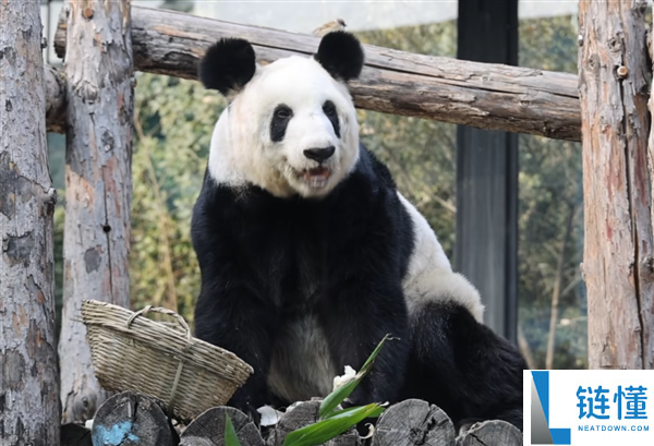 从瘦骨嶙峋到珠圆玉润 旅美大熊猫丫丫回国两年已判若两熊