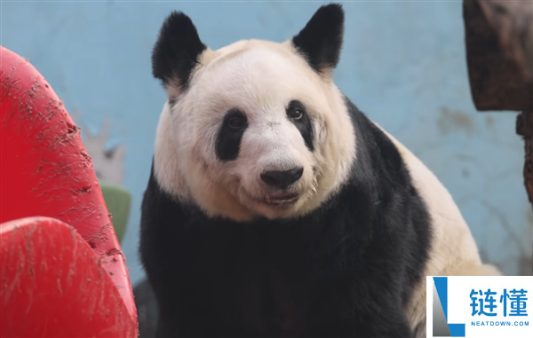 从瘦骨嶙峋到珠圆玉润 旅美大熊猫丫丫回国两年已判若两熊