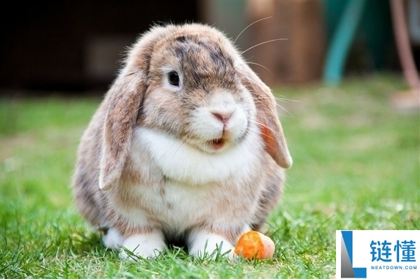 1岁小童喂兔子手指头被咬断 家长开膛破肚找断指