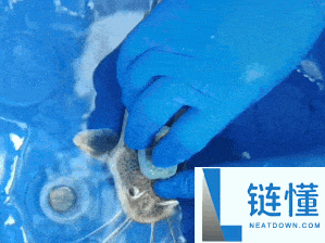 浙大研收回水下创可贴：仅需10秒疾速强黏附 鲶鱼都能粘