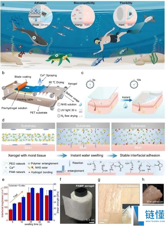 浙大研收回水下创可贴：仅需10秒疾速强黏附 鲶鱼都能粘