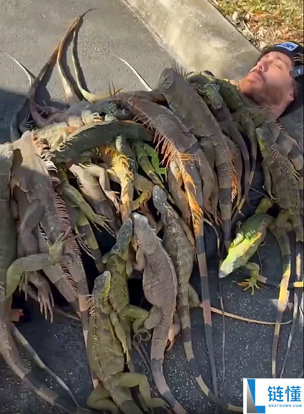 佛罗里达不养闲人,网红收集冻僵蜥蜴当做被子盖在身上