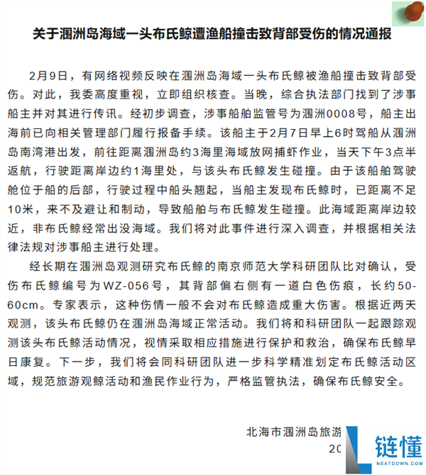曝网红鲸鱼“刀疤哥”被一渔船高速撞击 官方回应：将依法处置