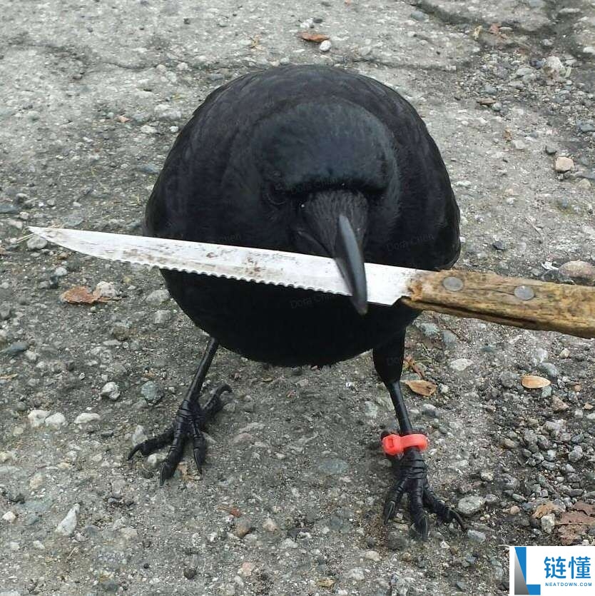 Crow with Knife (CAW)币是什么？CAW代币经济学、未来展望及价格预测