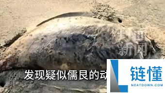广东海滩发现“佳丽鱼”尸首：2022年已功能性灭尽
