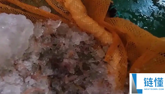 “雪龙”号在南极其啥要捞磷虾 只为读懂生态信号