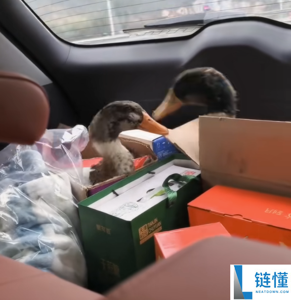 肺都白了,大哥爷过年宰杀家禽确诊鹦鹉热