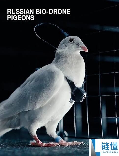 通俗鸽子就能革新成生物无人机 这家俄罗斯公司对鸽子下手了