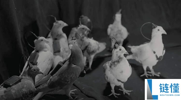 通俗鸽子就能革新成生物无人机 这家俄罗斯公司对鸽子下手了