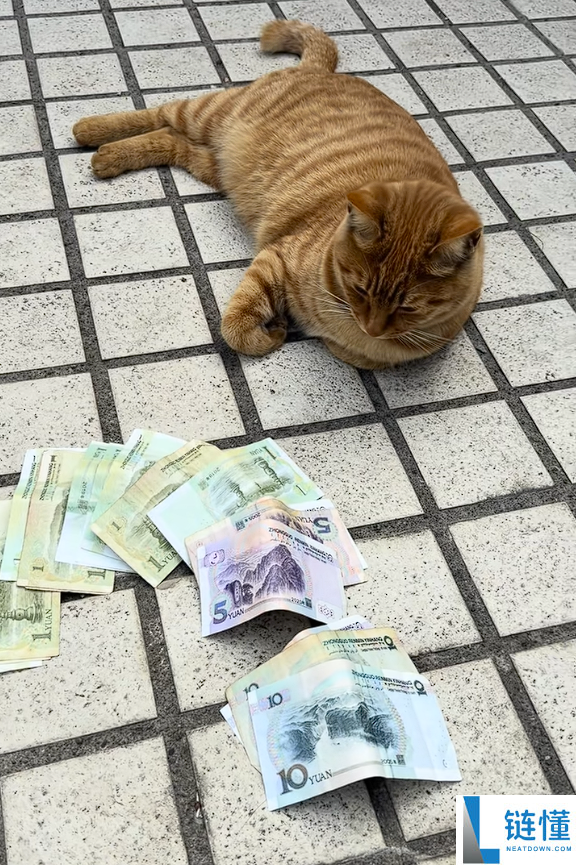 90后男生上门喂猫 春节能赚16万引热议：律师提示