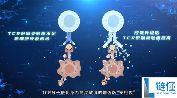 精准狙杀癌细胞,我国科学家打破T细胞辨认瓶颈