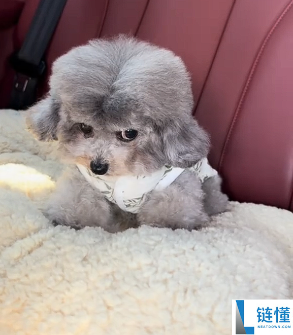 真正累成狗,小狗坐十几个小时远程面相都变了