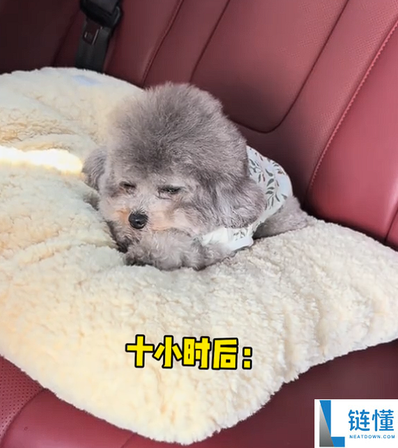 真正累成狗,小狗坐十几个小时远程面相都变了