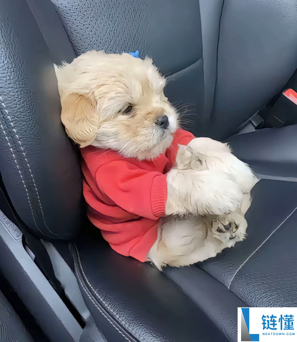 真正累成狗,小狗坐十几个小时远程面相都变了