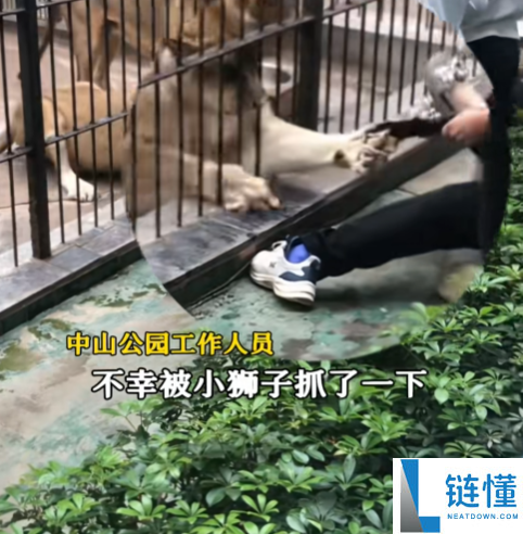 广东一公园惊魂刹时：女孩投喂狮子被死死捉住