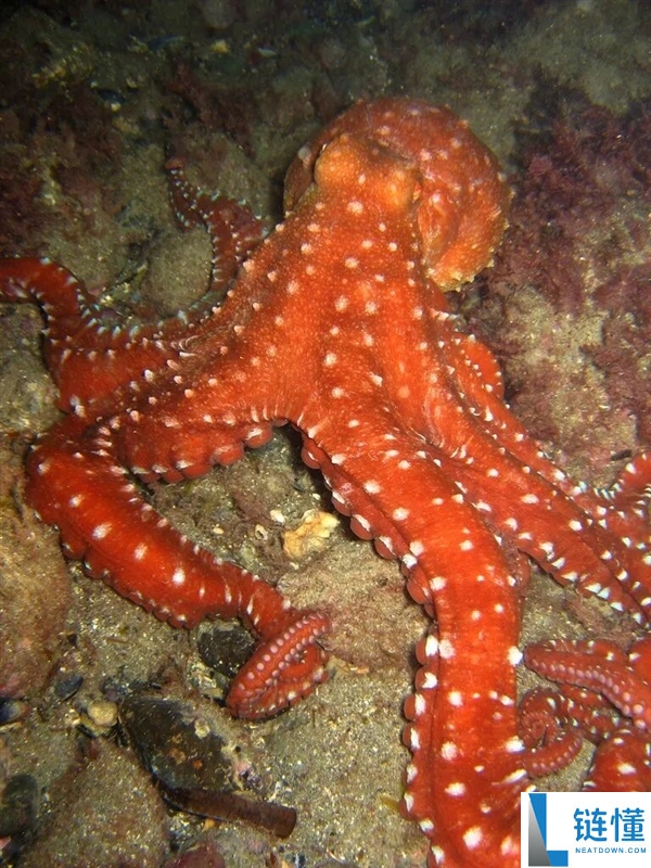 这类海洋里的“大聪慧” 仍是被人煎、烤、炸后端上餐桌