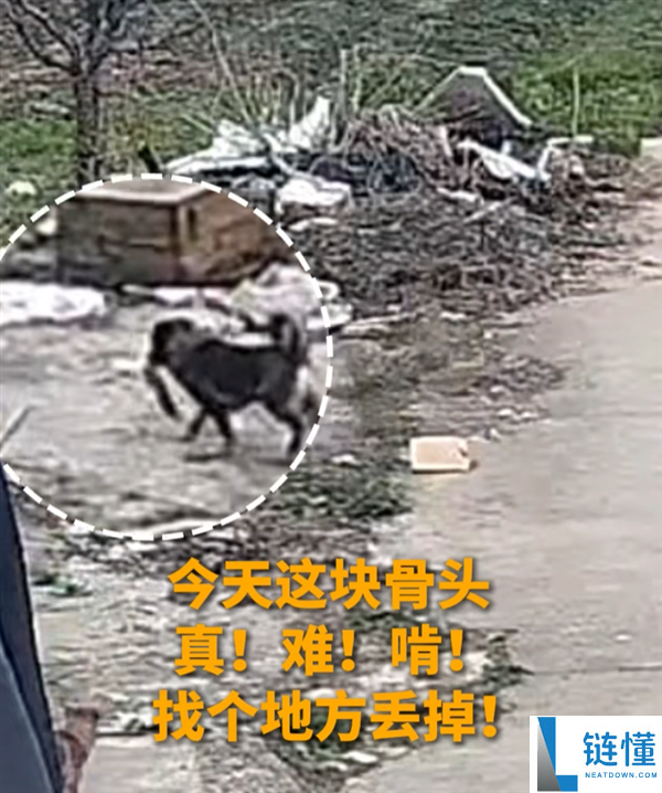 男人报警称手机不见了 观察发现小偷是自家的小狗