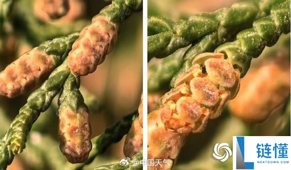 全国春季花粉预告地图来了：本年花粉过敏比往年更早